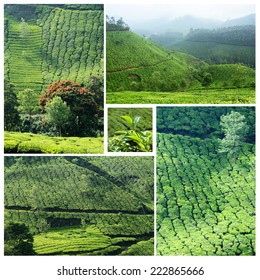 Collage of famous Munnar tea plantations in southwestern state of Kerala, India, Western Ghats range of mountains