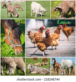 Collage Of Farm Animals