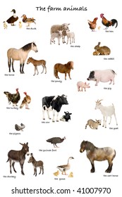 Collage of farm animals in English in front of white background, studio shot