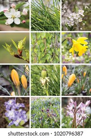  collage of the first spring flowers and plants