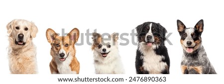 Collage of Five different dogs breeds and size looking happy at the camera and panting on a white background
