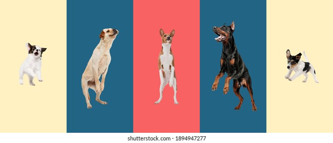 Collage of five purebred dogs playing isolated on gradient background.