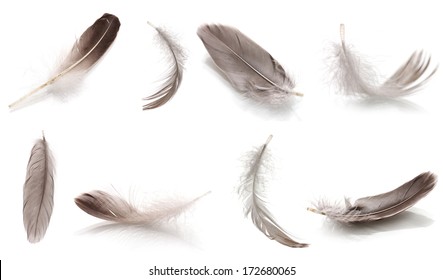 Collage of fluffy feathers isolated on white