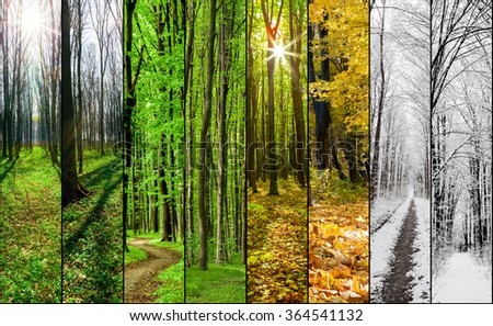collage forest season  backgrounds. Winter, Spring, Summer, Autumn. Collection