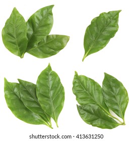 78,670 Coffee leaves isolated Images, Stock Photos & Vectors | Shutterstock