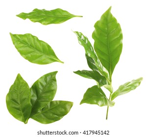 347,313 Coffee leaves Images, Stock Photos & Vectors | Shutterstock