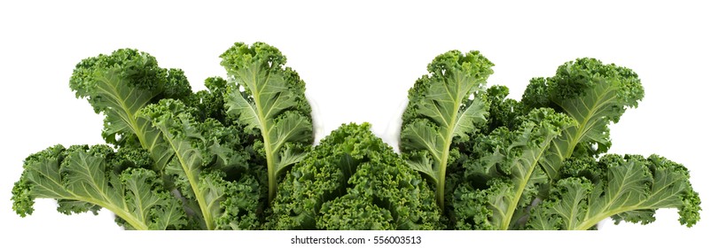 Collage Of Fresh Leaves Of Curly Kale Isolated On White Background. 