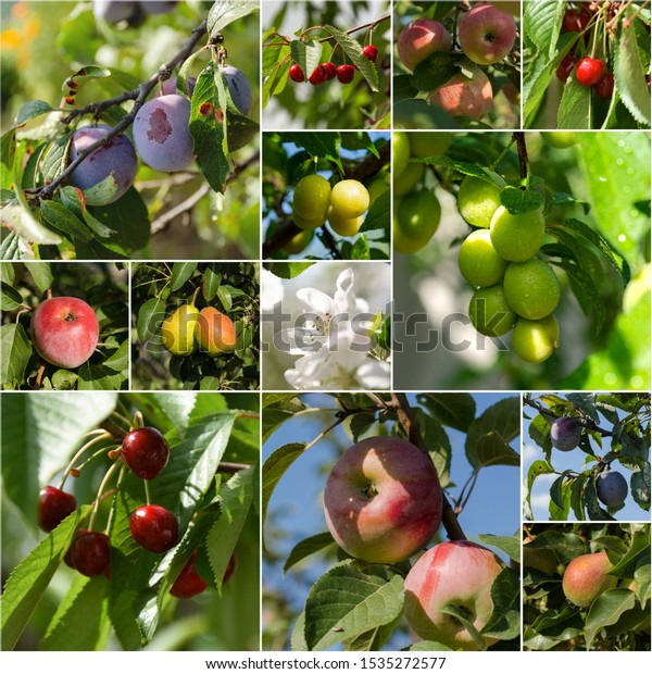 Collage of
fruit photos in square format with
divider