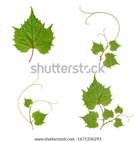 collage. grape leaves on beautifully intertwined branches on a white background.
