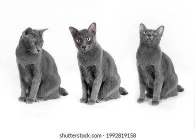 Collage of Gray cat sitting, face down, look straight, look up isolated on white background.Three  Korat cat