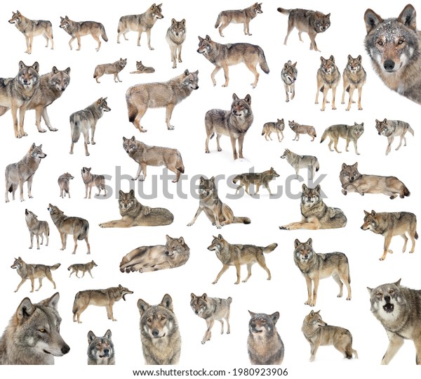 Collage Gray Wolves Isolated On White Stock Photo 1980923906 | Shutterstock