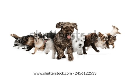 Collage. Group of different, animals running together against white studio background. Happy, funny muzzles. Concept of veterinary, pet lovers, grooming services, canine food, friendship. Ad