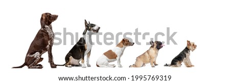 Collage. Image of different purebred dogs big and little sitting isolated over white studio background. Side view.