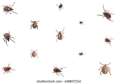 Collage Of Ixodid Ticks