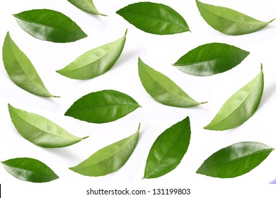 Collage of leaves - Shutterstock ID 131199803