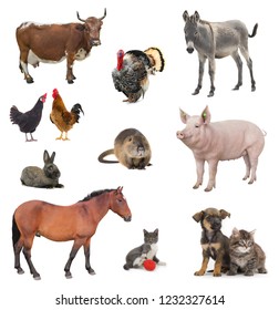 collage livestock isolated on white background