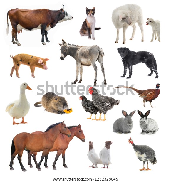 Collage Livestock Isolated On White Background Stock Photo (Edit Now ...