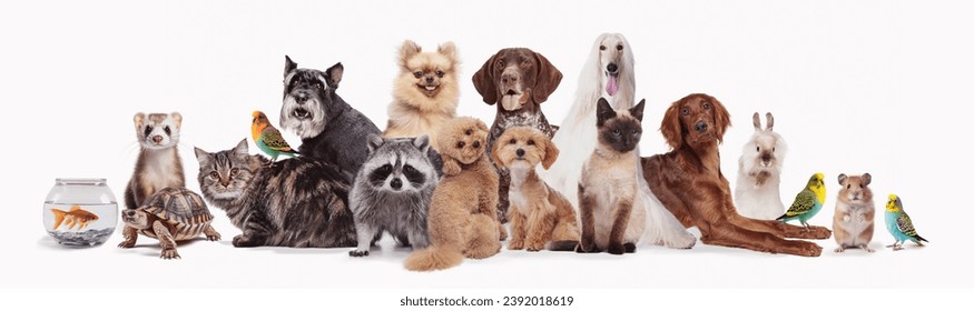 Collage made with different animals sitting against white background. Fish, turtle, chinchilla, ferret, cat, parrot, rabbit, hamster, raccoon. Concept of animal lifestyle, pet friend, care and love