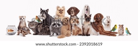 Collage made with different animals sitting against white background. Fish, turtle, chinchilla, ferret, cat, parrot, rabbit, hamster, raccoon. Concept of animal lifestyle, pet friend, care and love