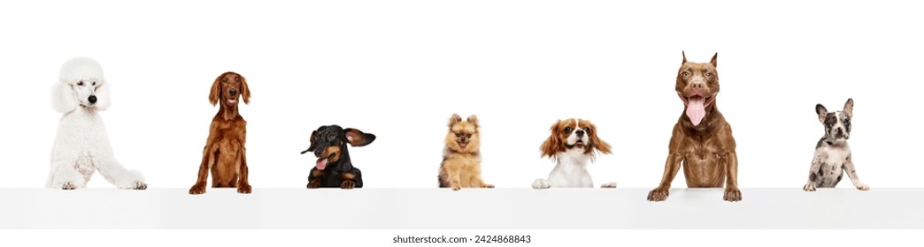 Collage made of happy, positive, beautiful different purebred dogs peaking out table with tongues sticking out isolated on white background. Concept of animal theme, care, pet friend, vet, lifestyle