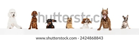 Collage made of happy, positive, beautiful different purebred dogs peaking out table with tongues sticking out isolated on white background. Concept of animal theme, care, pet friend, vet, lifestyle
