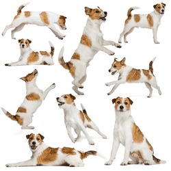Collage Made Of Images Of Cute Purebred Dog, Jack Russell Terrier Isolated Over White Background. Concept Of Motion, Beauty, Vet, Breed, Action, Pets Love, Animal Life. Copy Space For Ad.