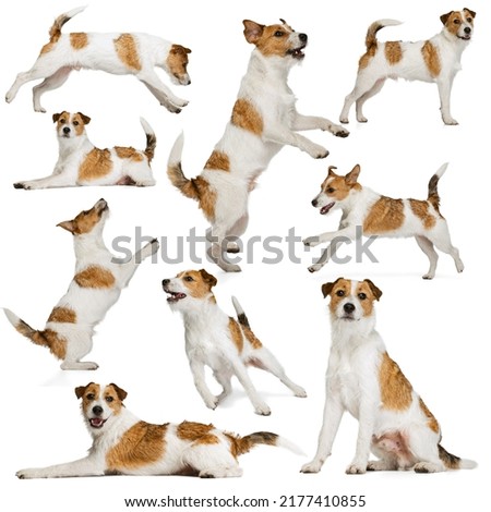 Collage made of images of cute purebred dog, Jack Russell terrier isolated over white background. Concept of motion, beauty, vet, breed, action, pets love, animal life. Copy space for ad.