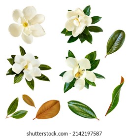 Collage of magnolia flowers and leaves isolated on white.  Little Gem magnolia.  Dwarf variety of Magnolia Grandiflora.  
