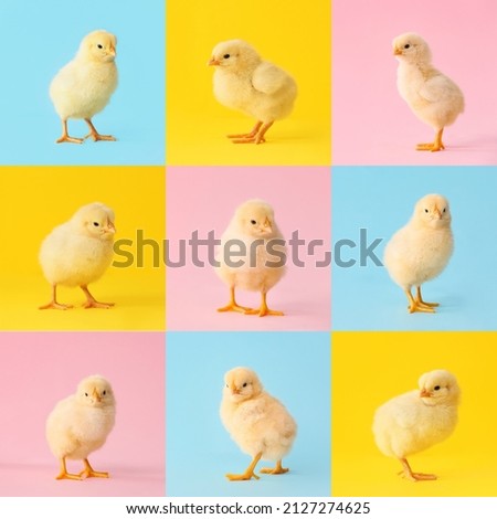 Collage with many cute chicks on colorful background