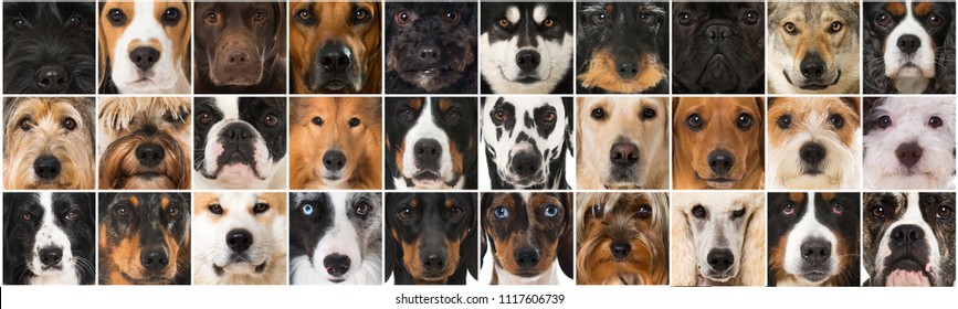 1,149 Multiple dog breeds Images, Stock Photos & Vectors | Shutterstock