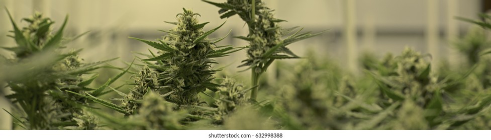 Collage of Marijuana Plants Growing Indoor Field, Cannabis Sativa Strain