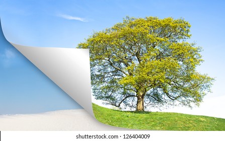 Collage Mixed Tree Image Consist Of Summer And Winter Mating Parts / Collage Tree Winter Vs. Summer