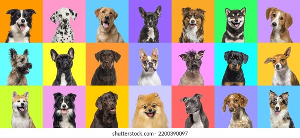 Collage of multiple dogs head portrait photos on a multicolored background of a multitude of different bright colors. 