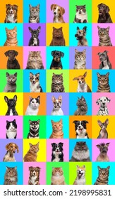 Collage of multiple headshot photos of dogs and cats on a multicoloured background of a multitude of different bright colours. - Shutterstock ID 2198995831