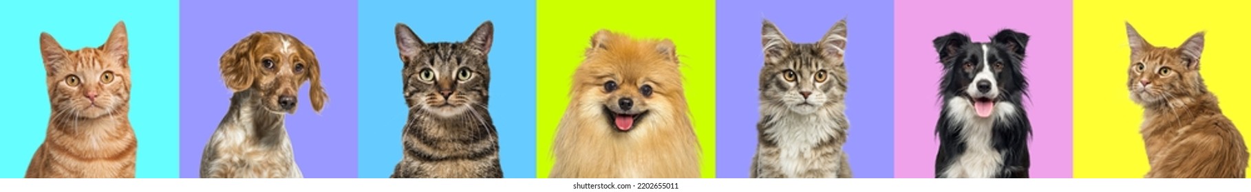 Collage of multiple headshot photos of dogs and cats on a multicolored background of a multitude of different bright colors. Banner - Shutterstock ID 2202655011