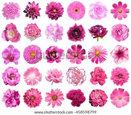 Collage of natural and surreal pink flowers 30 in 1: peony, dahlia, primula, aster, daisy, rose, gerbera, clove, chrysanthemum, cornflower, flax, pelargonium, marigold, tulip isolated on white