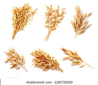 Collage Oat Plant  Isolated On White Close Up .