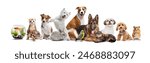 Collage. Pet animals ranging from fish in bowl to cheeky hamster, including ferrets, tortoises, rabbits, birds, cats, and a variety of dogs. Concept of animal, pet care, veterinary. Copy space for ad