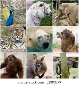 9,564 Wild Animal Collage Images, Stock Photos & Vectors | Shutterstock