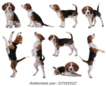 Collage With Photos Of Cute Dog On White Background