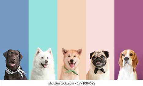 Коллаж из фотографий с разными собаками