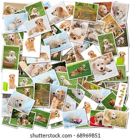 A collage of photos of golden retriever, a collection of photos isolated on a white background, which can be found in high resolution in my portfolio.