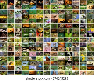 A collage of photos of insects. Closeup - wasps, ants, bees, praying mantises, beetles, caterpillars and other insects. Background or screen saver for your site