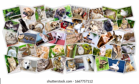 Collage of photos of pets and birds - Powered by Shutterstock