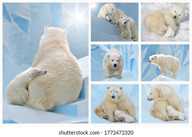 Collage Photos Polar Bears Stock Photo 1772472320 | Shutterstock