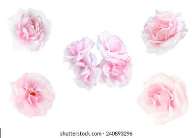collage of pink roses isolated on white background