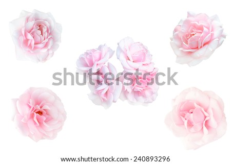 collage of pink roses isolated on white background