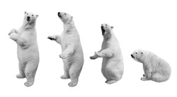 A Collage Of Polar Bear In Various Poses On A White Background Isolated
