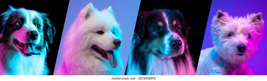 Collage of purebreed dogs posing isolated over blue background in neon lights. Beautiful and fluffy pet. Concept of care, friendship, domestic animals, love. Copy space for ad.
