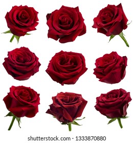 collage of red roses isolated on white background - Powered by Shutterstock